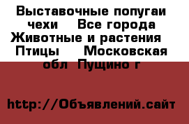 Выставочные попугаи чехи  - Все города Животные и растения » Птицы   . Московская обл.,Пущино г.